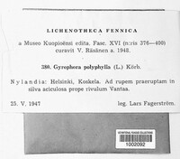 Umbilicaria polyphylla image